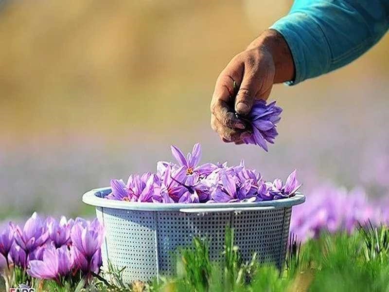 دستگاه خشک کن زعفران