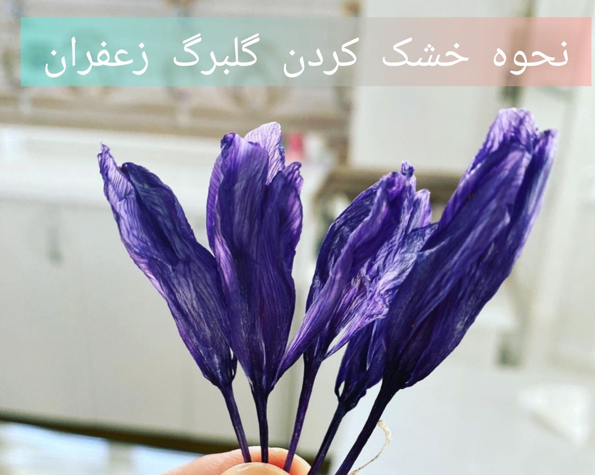 گلبرگ زعفران