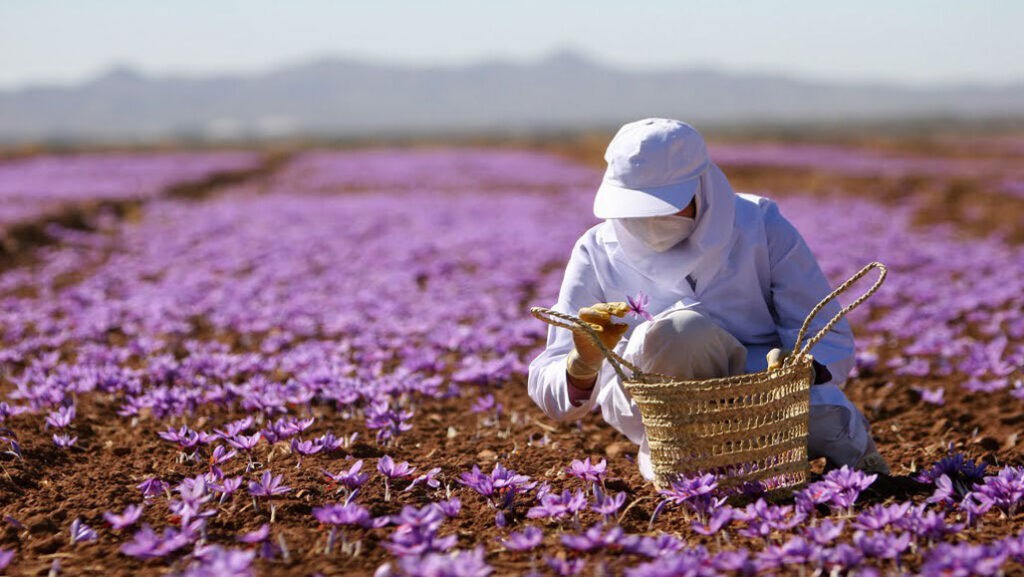 برداشت زعفران