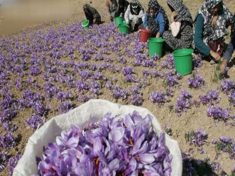 نحوه برداشت زعفران