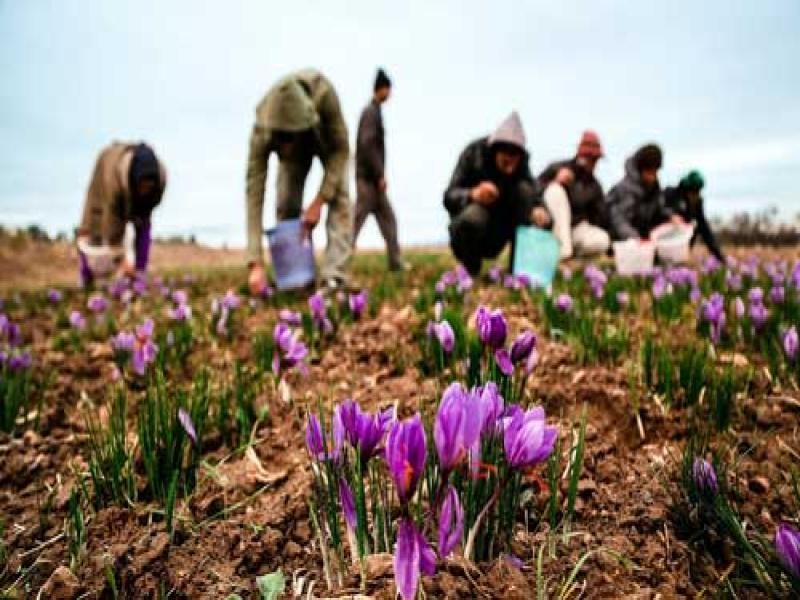 قیمت بالای طلای سرخ