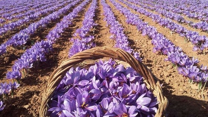 تولیدکننده زعفران