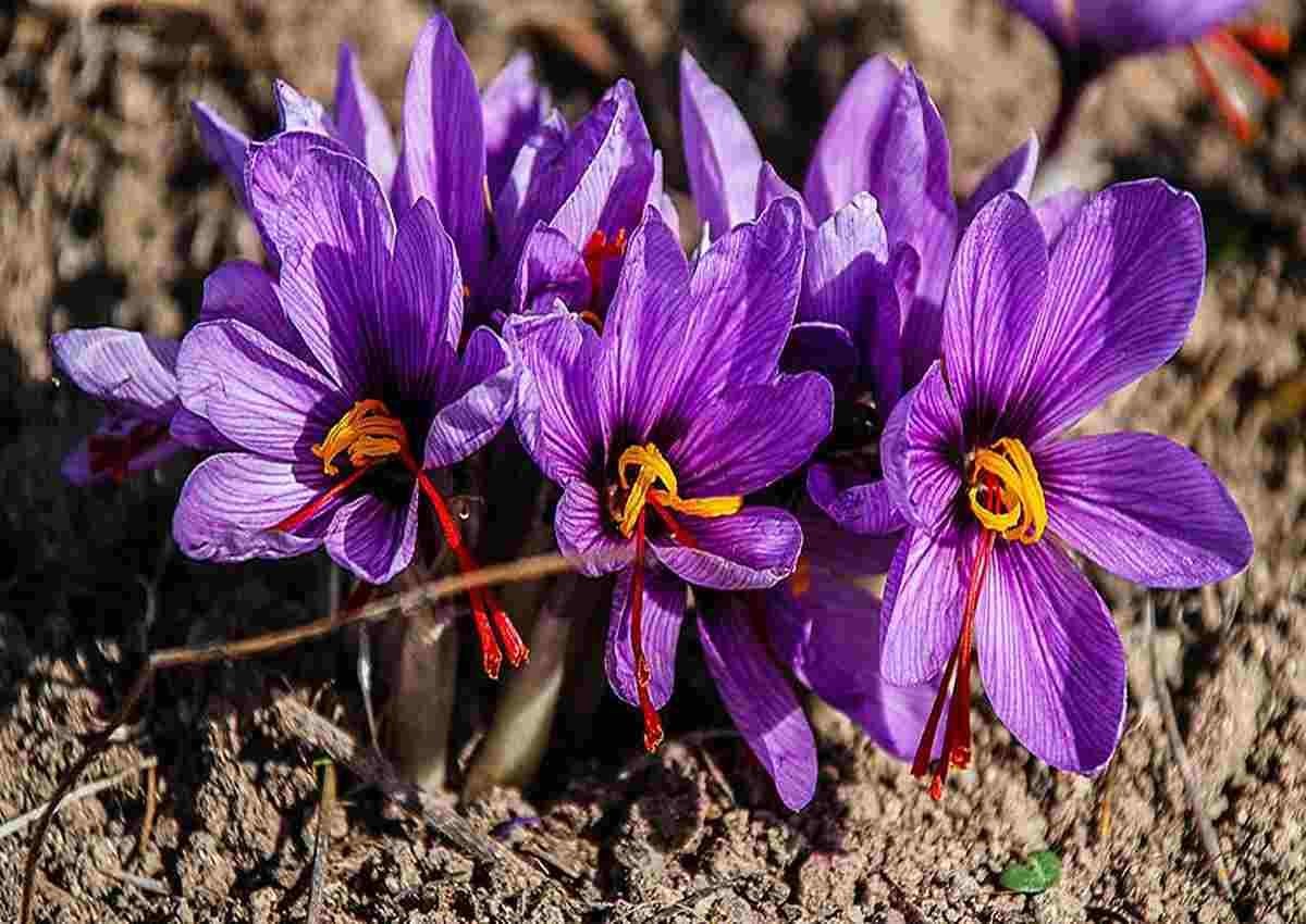 کشت زعفران گلخانه‌ای