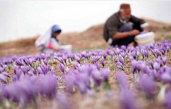 کشاورزی پایدار زعفران
